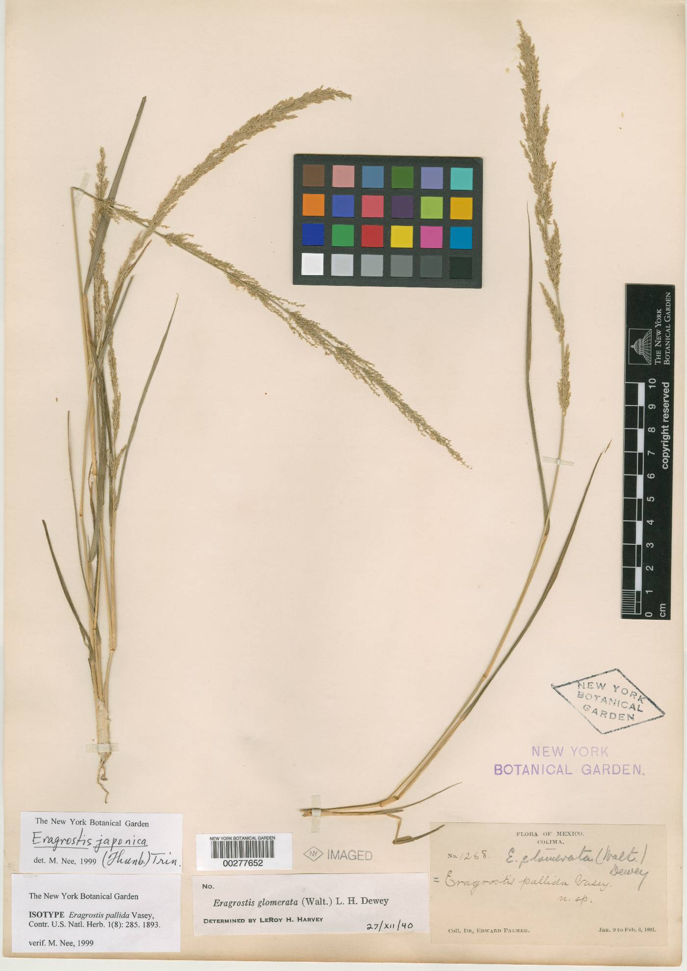 Eragrostis japonica image