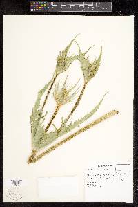 Dipsacus fullonum image