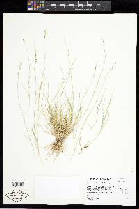 Muhlenbergia richardsonis image