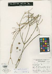 Phoradendron rhipsalinum image