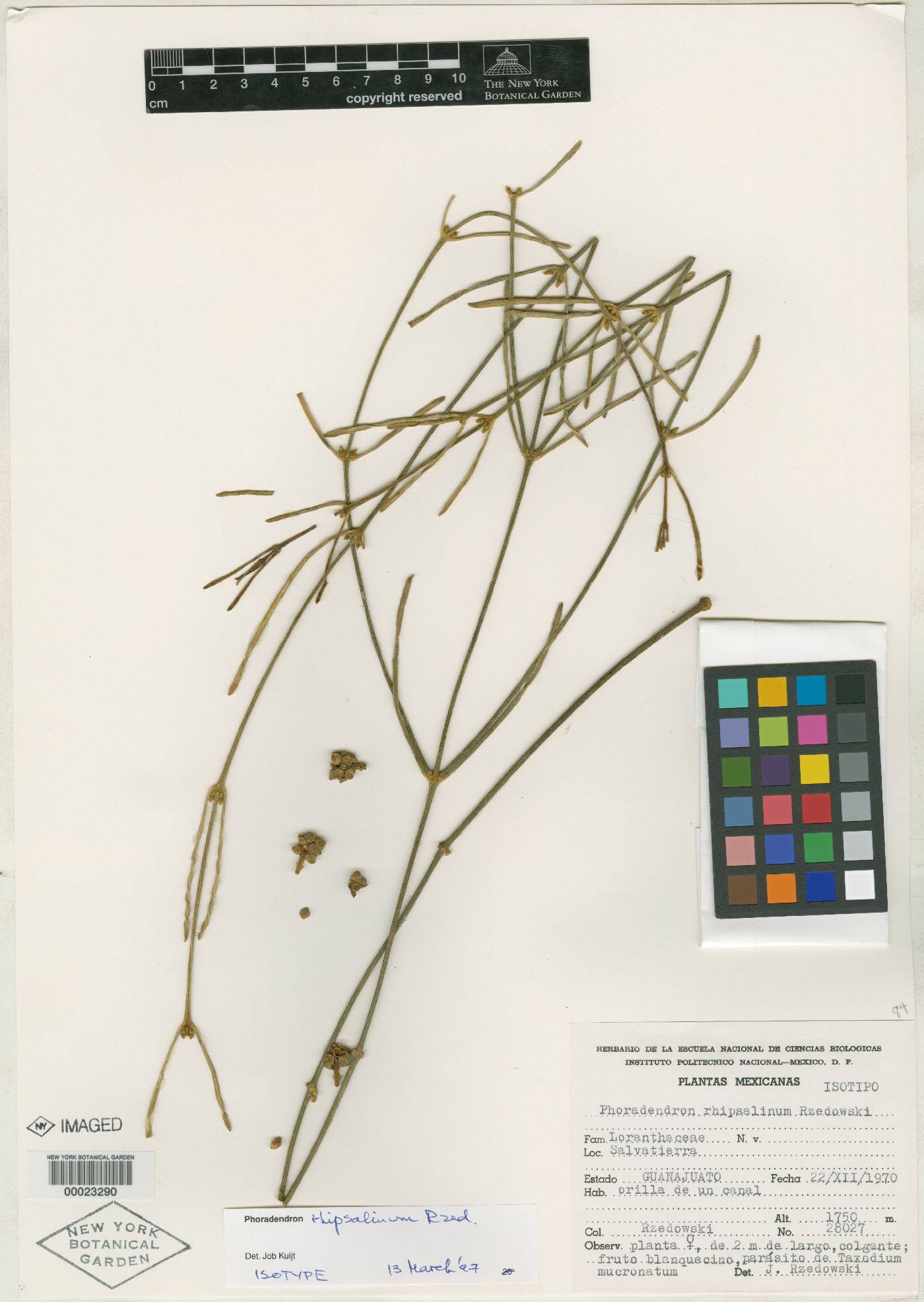 Phoradendron rhipsalinum image