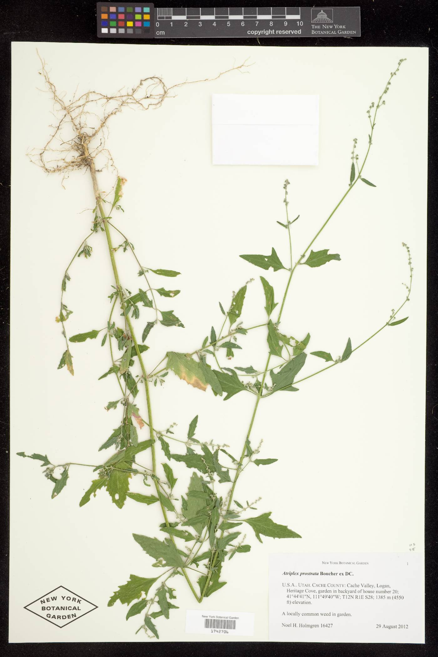 Atriplex prostrata image