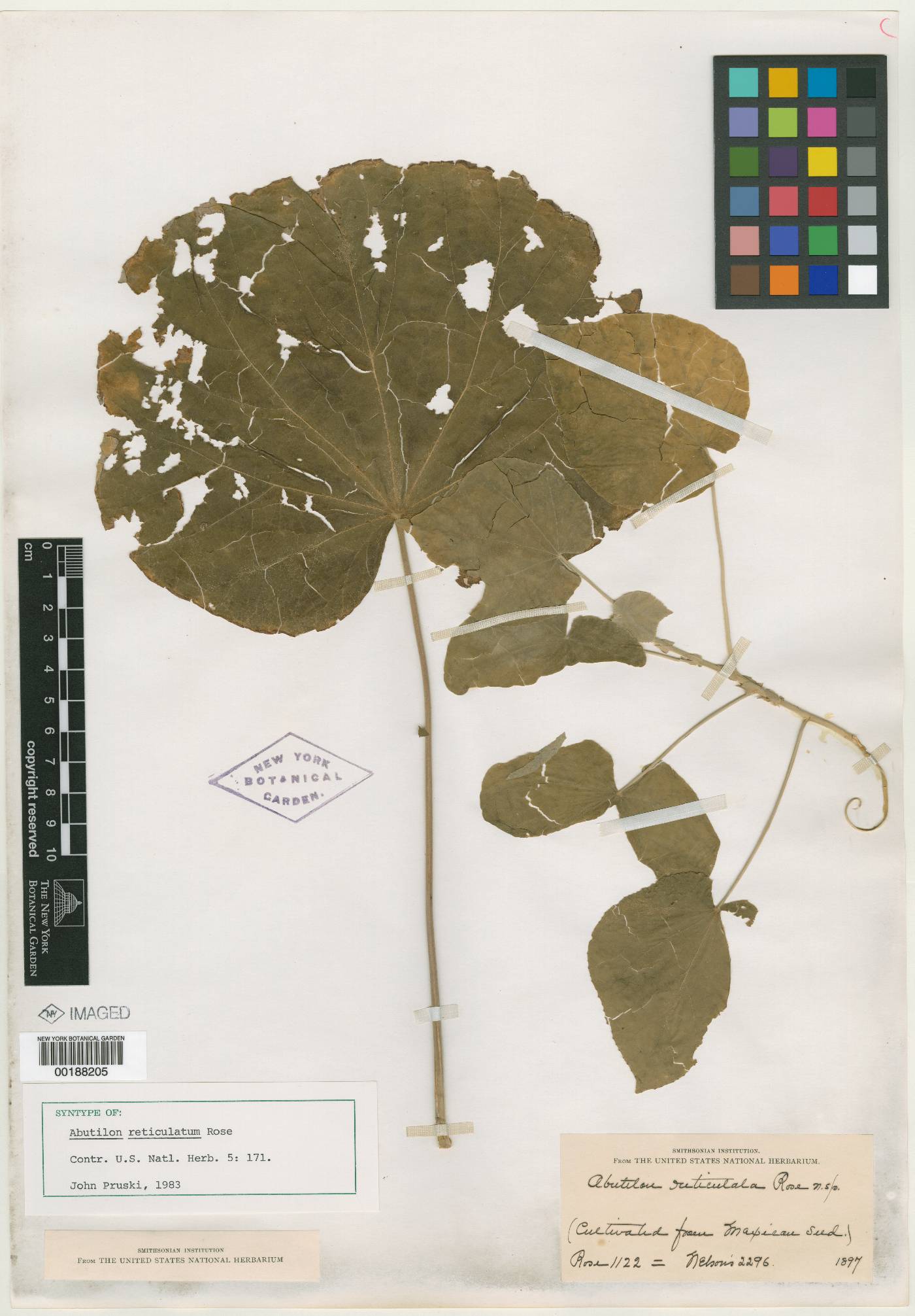 Abutilon andrieuxii image