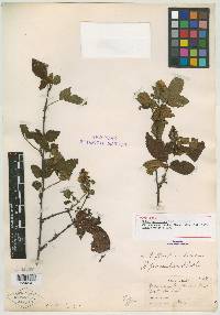 Rubus persistens image