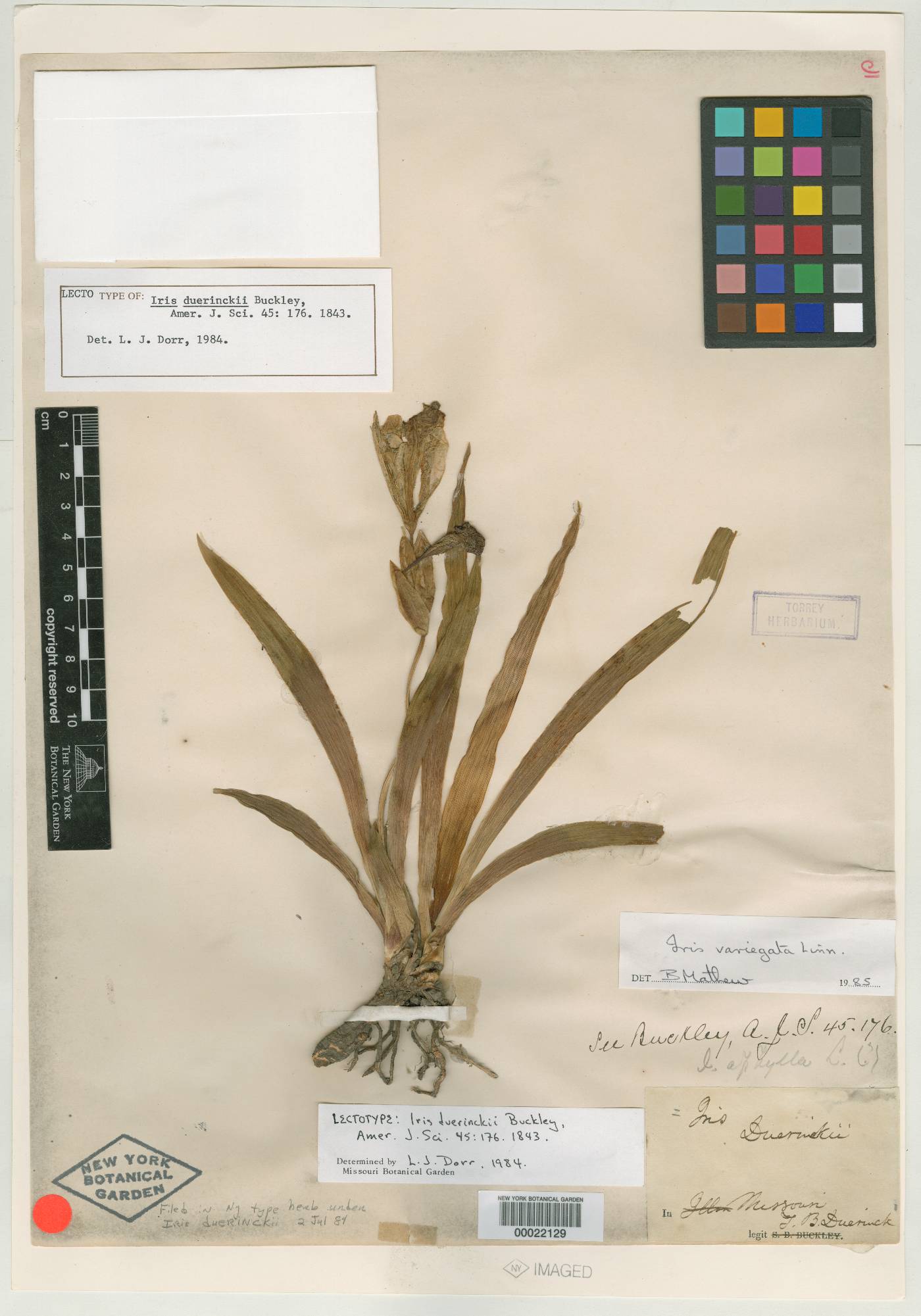 Iris duerinckii image