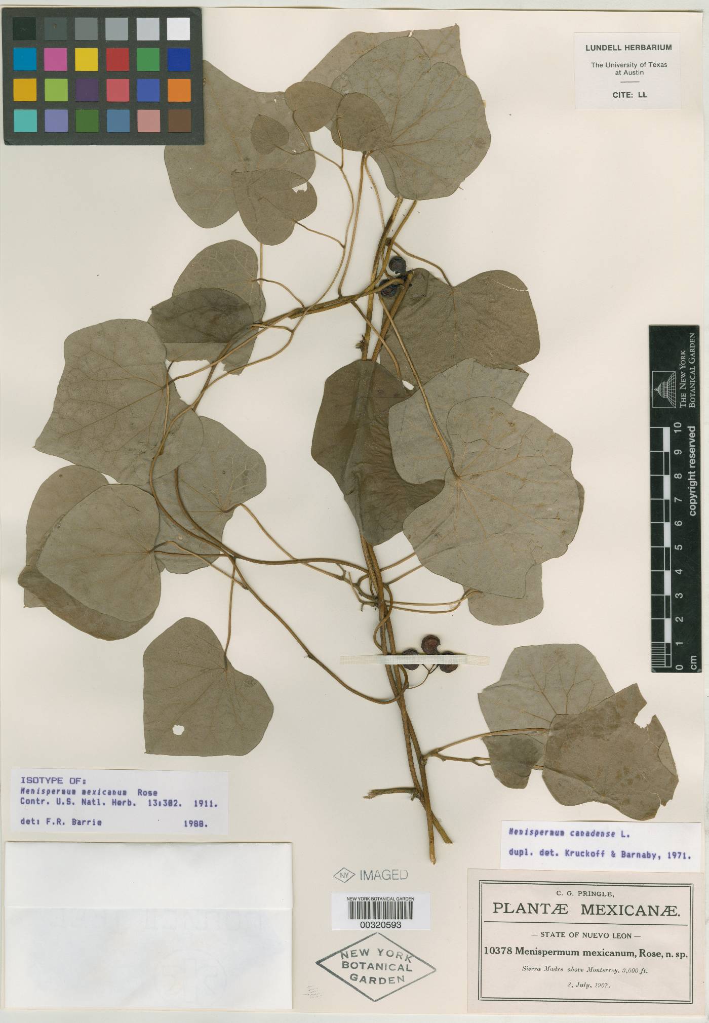 Menispermum canadense image