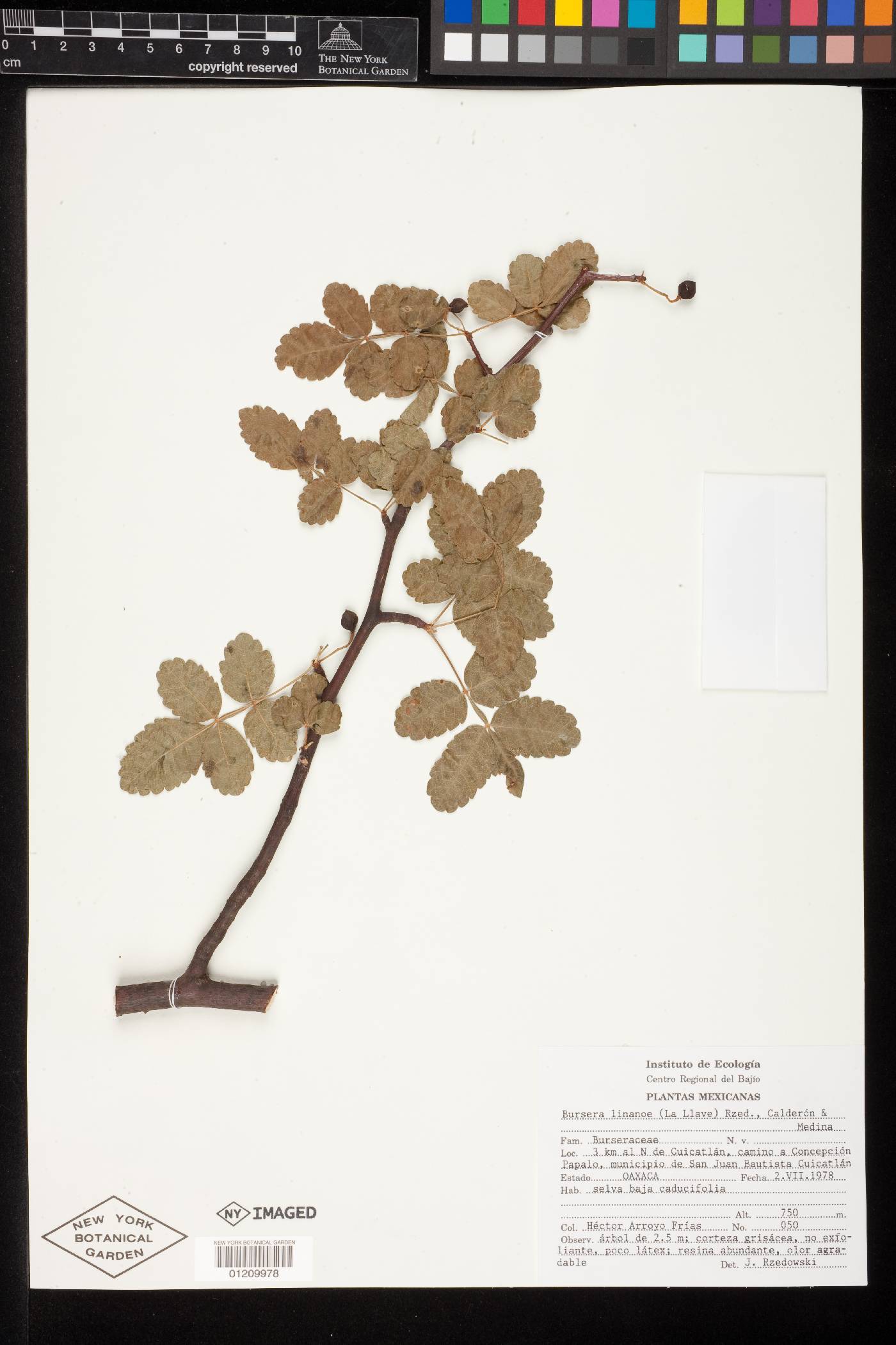 Bursera linanoe image