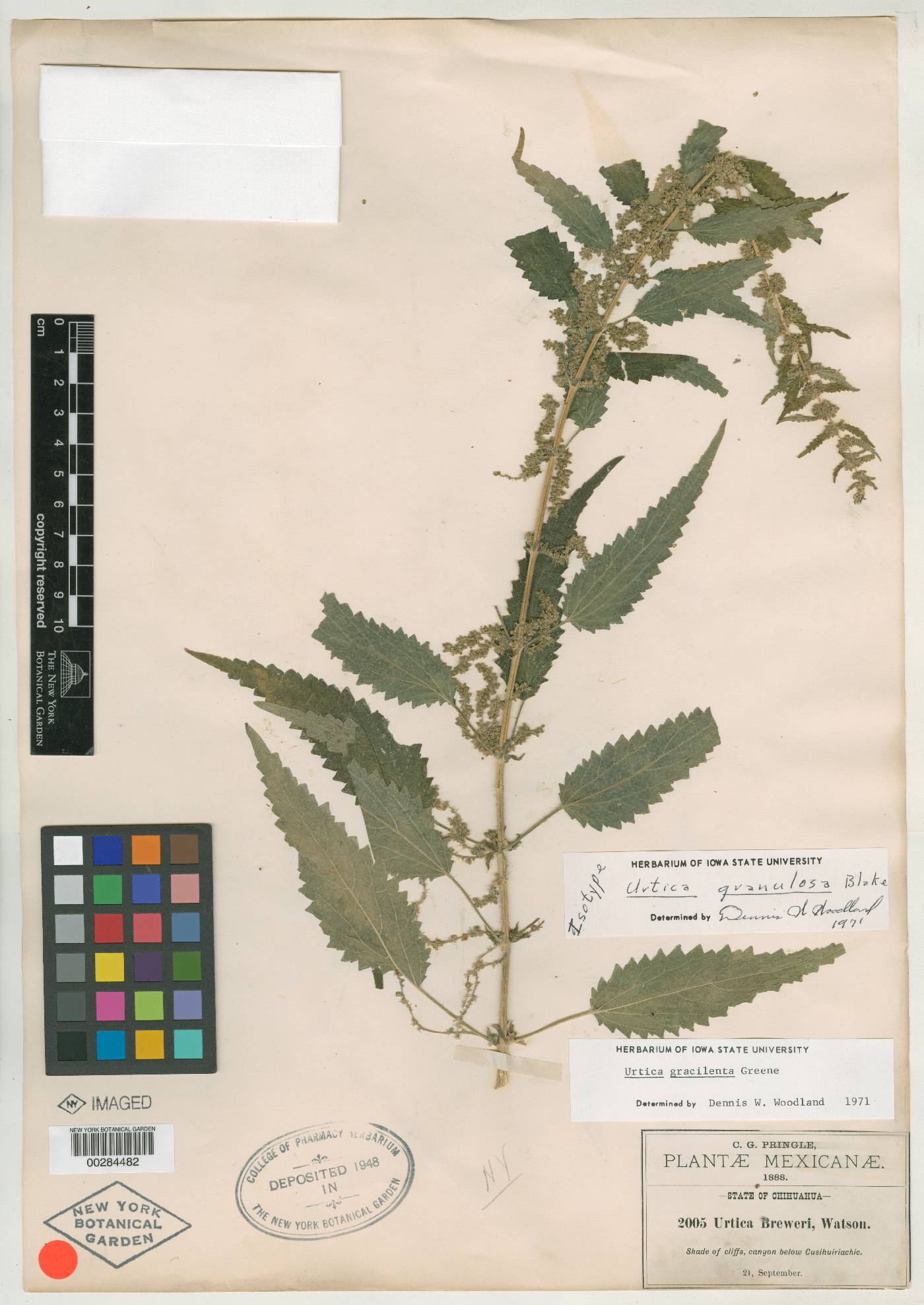 Urtica granulosa image