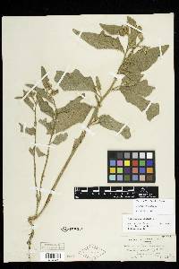 Image Associated With the Occurence