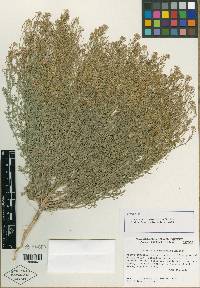 Descurainia pinnata subsp. brachycarpa image