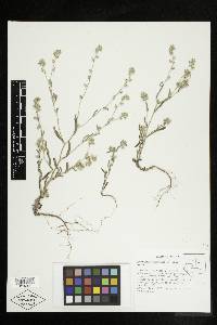 Cryptantha torreyana image