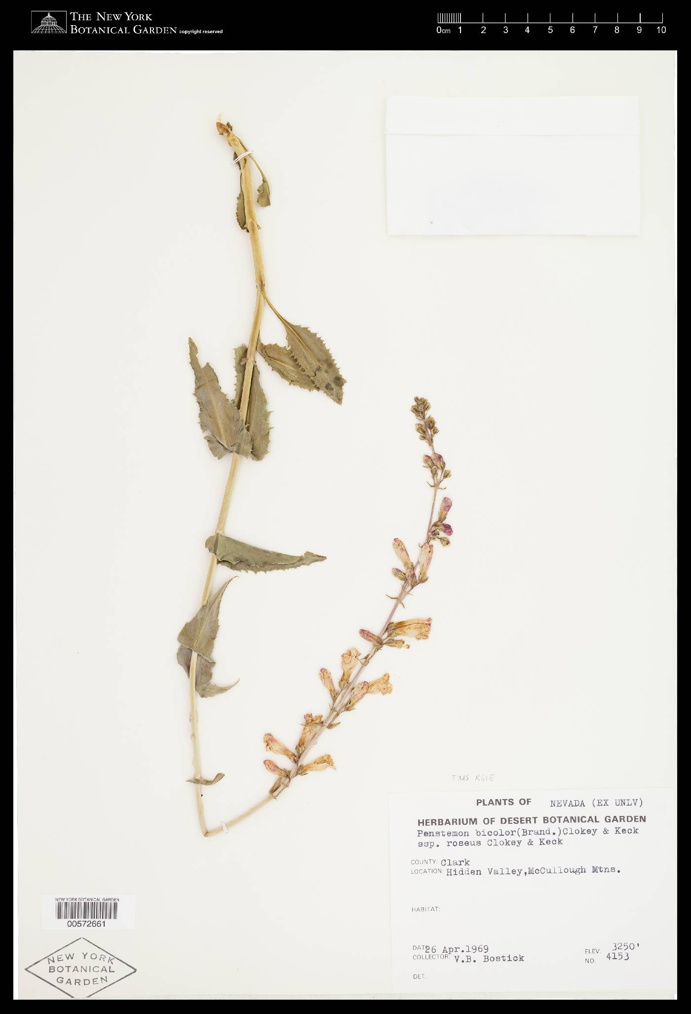 Penstemon bicolor subsp. roseus image