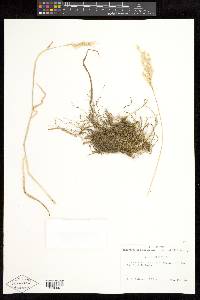 Holcus lanatus image