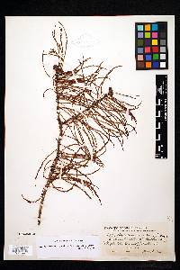 Taxodium distichum var. imbricarium image