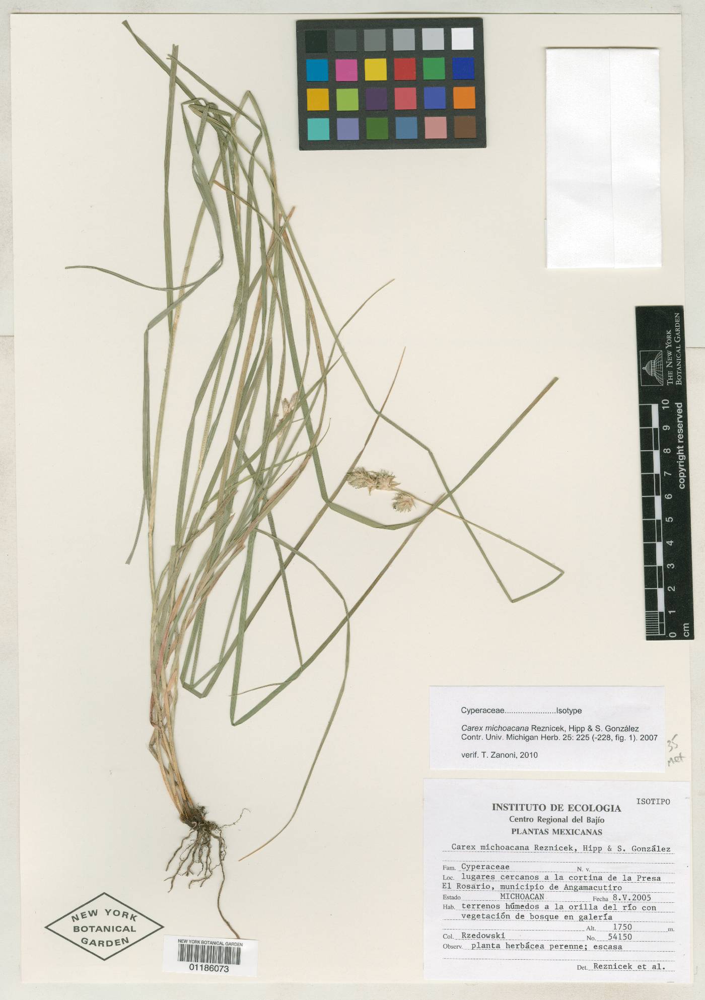 Carex michoacana image