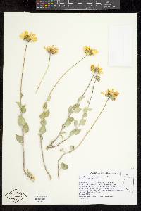 Encelia actoni image