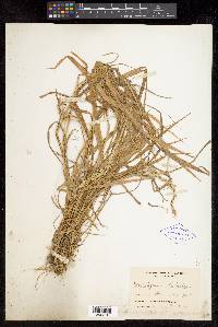 Elymus sibiricus image