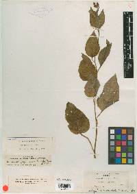 Mertensia platyphylla var. subcordata image