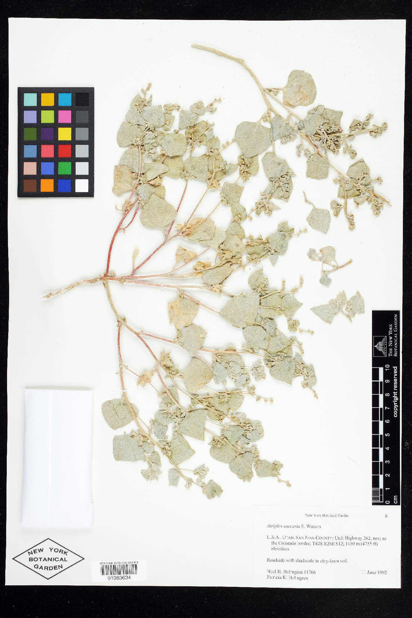 Atriplex saccaria image