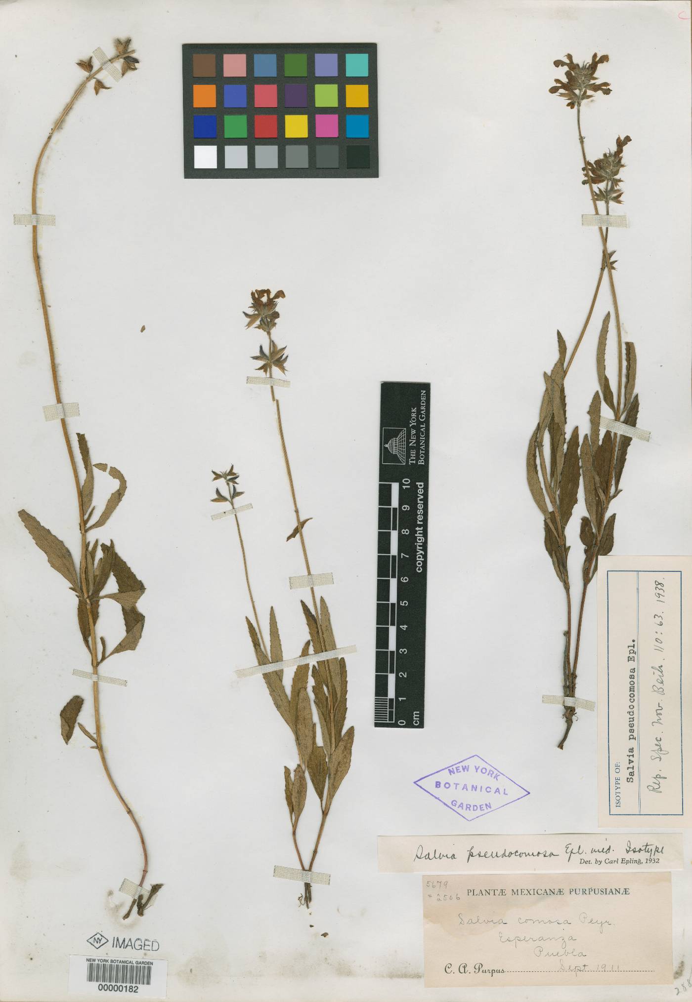 Salvia laevis image