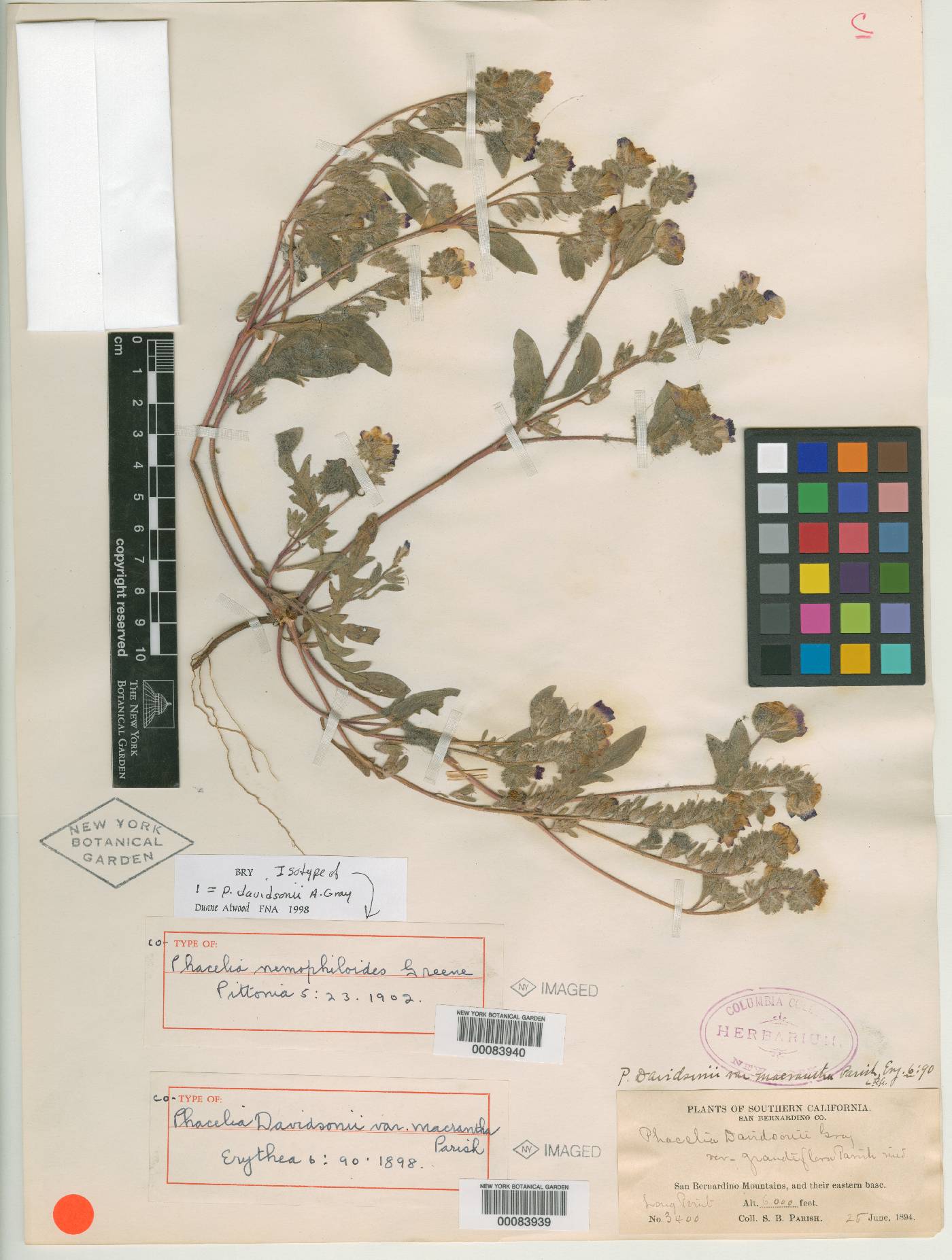 Phacelia nemophiloides image