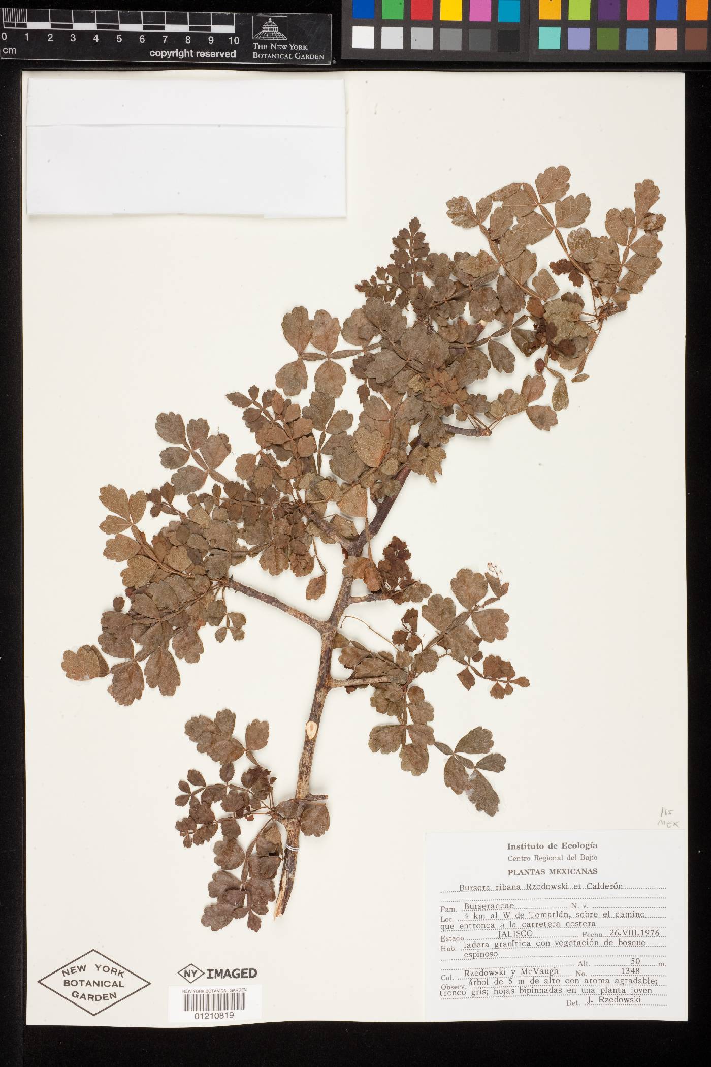 Bursera ribana image