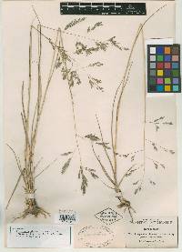 Eragrostis plumbea image