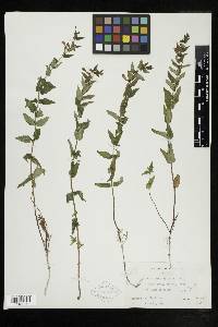 Scutellaria galericulata image