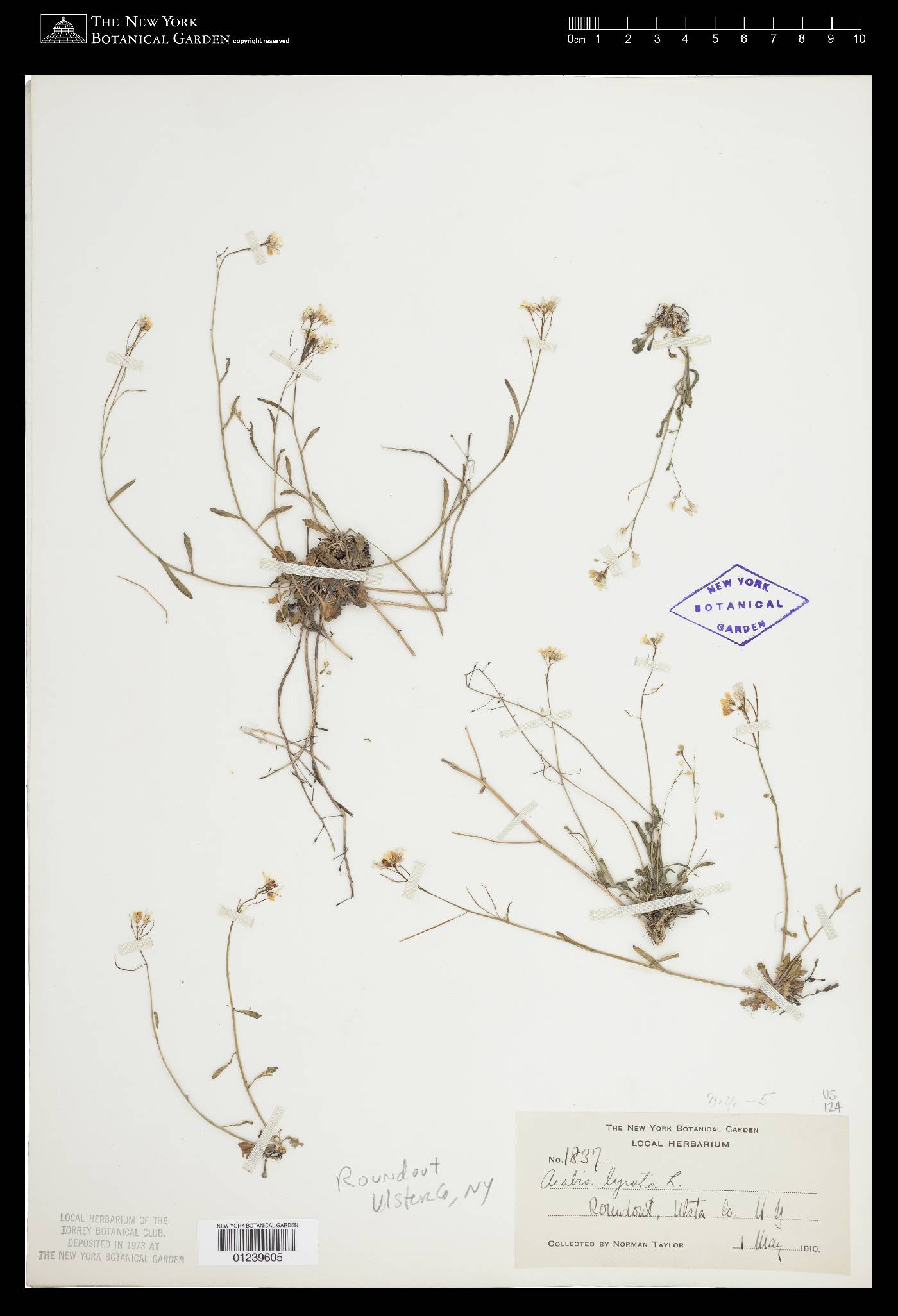 Arabidopsis lyrata subsp. lyrata image