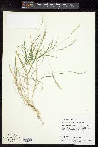 Muhlenbergia racemosa image