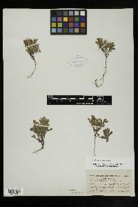 Scutellaria nana image