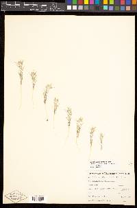 Eriastrum wilcoxii image