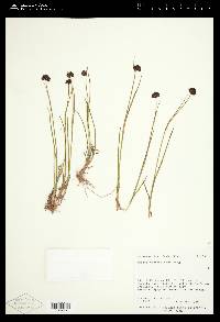 Juncus mertensianus image