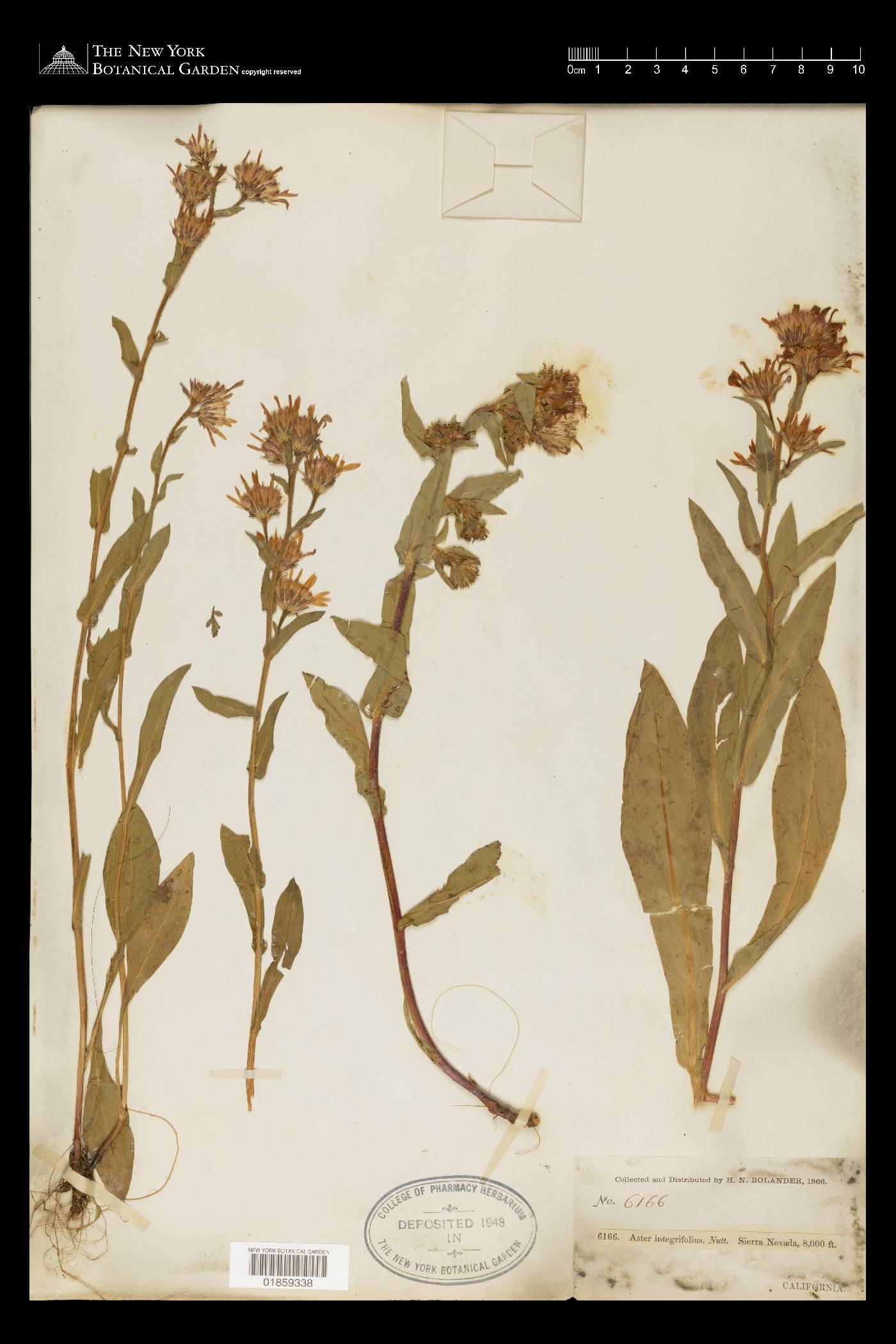 Eurybia integrifolia image