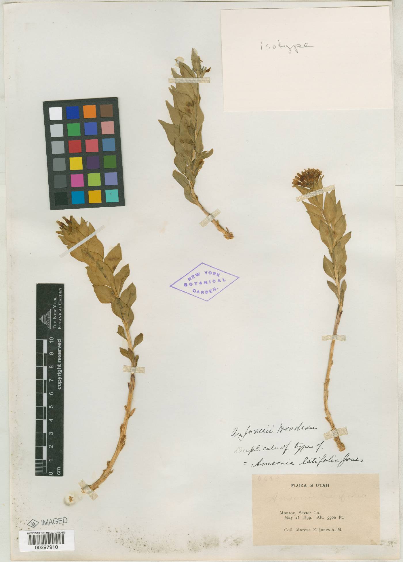 Amsonia latifolia image