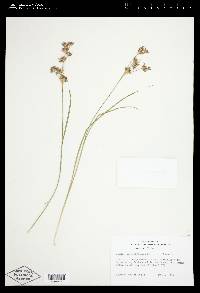 Juncus orthophyllus image