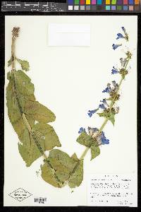 Penstemon cyananthus image