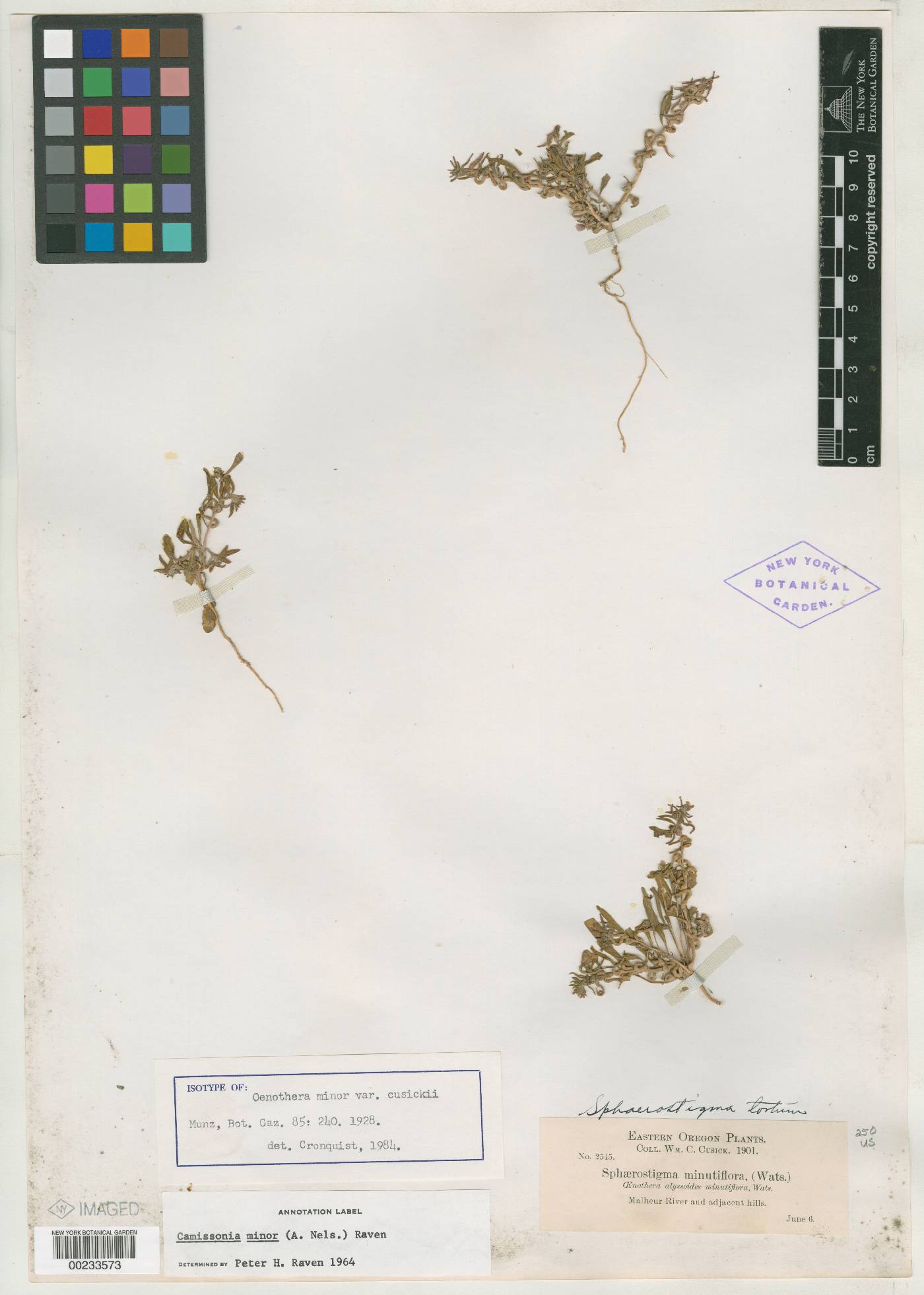 Oenothera minor var. cusickii image