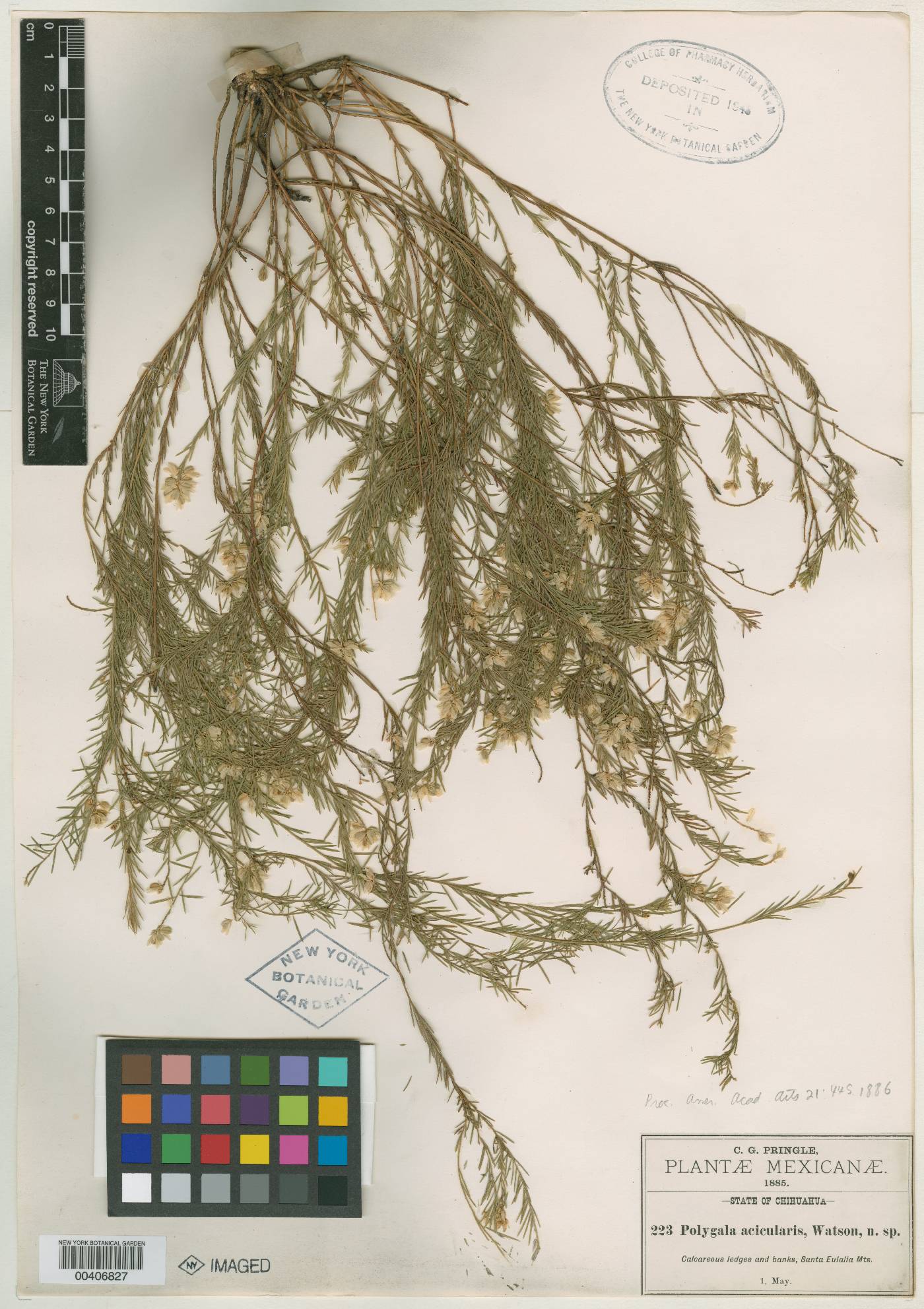 Polygala acicularis image