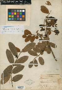 Andira galeottiana image