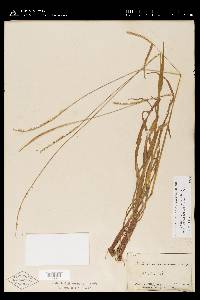 Paspalum setaceum var. muhlenbergii image