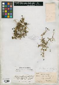 Bidens anthemoides image