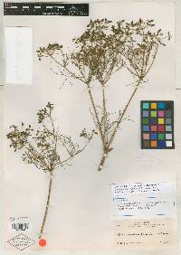 Prionosciadium filifolium image