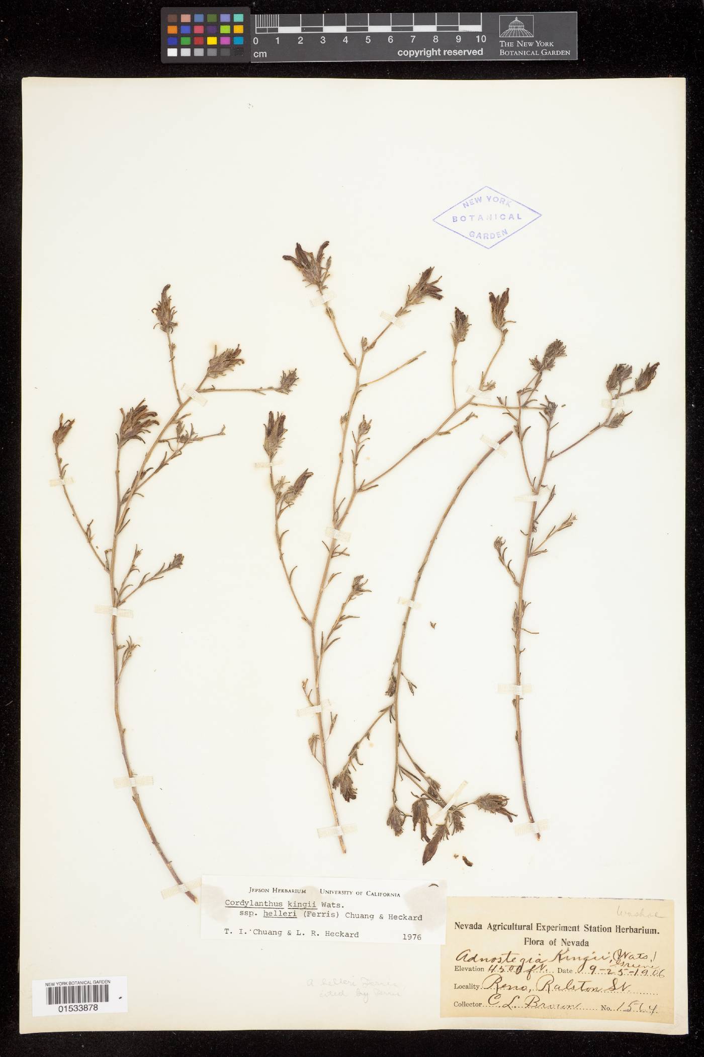 Cordylanthus kingii var. helleri image