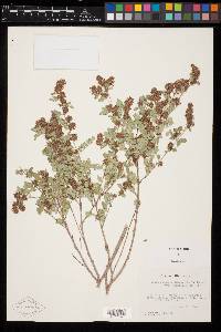 Dalea scandens image