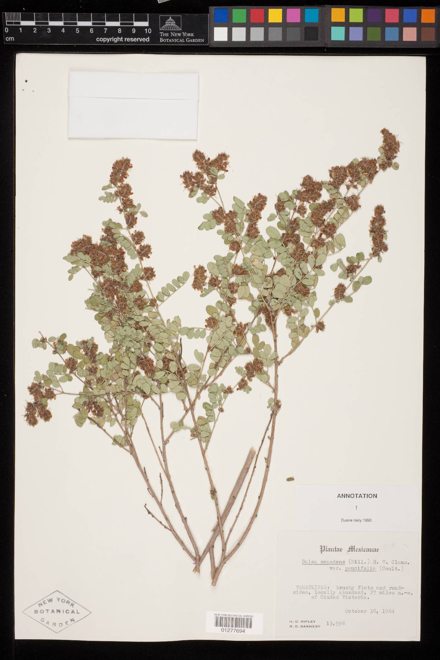 Dalea scandens var. paucifolia image