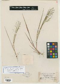 Panicum dichotomiflorum var. puritanorum image