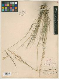 Stipa mexicana image