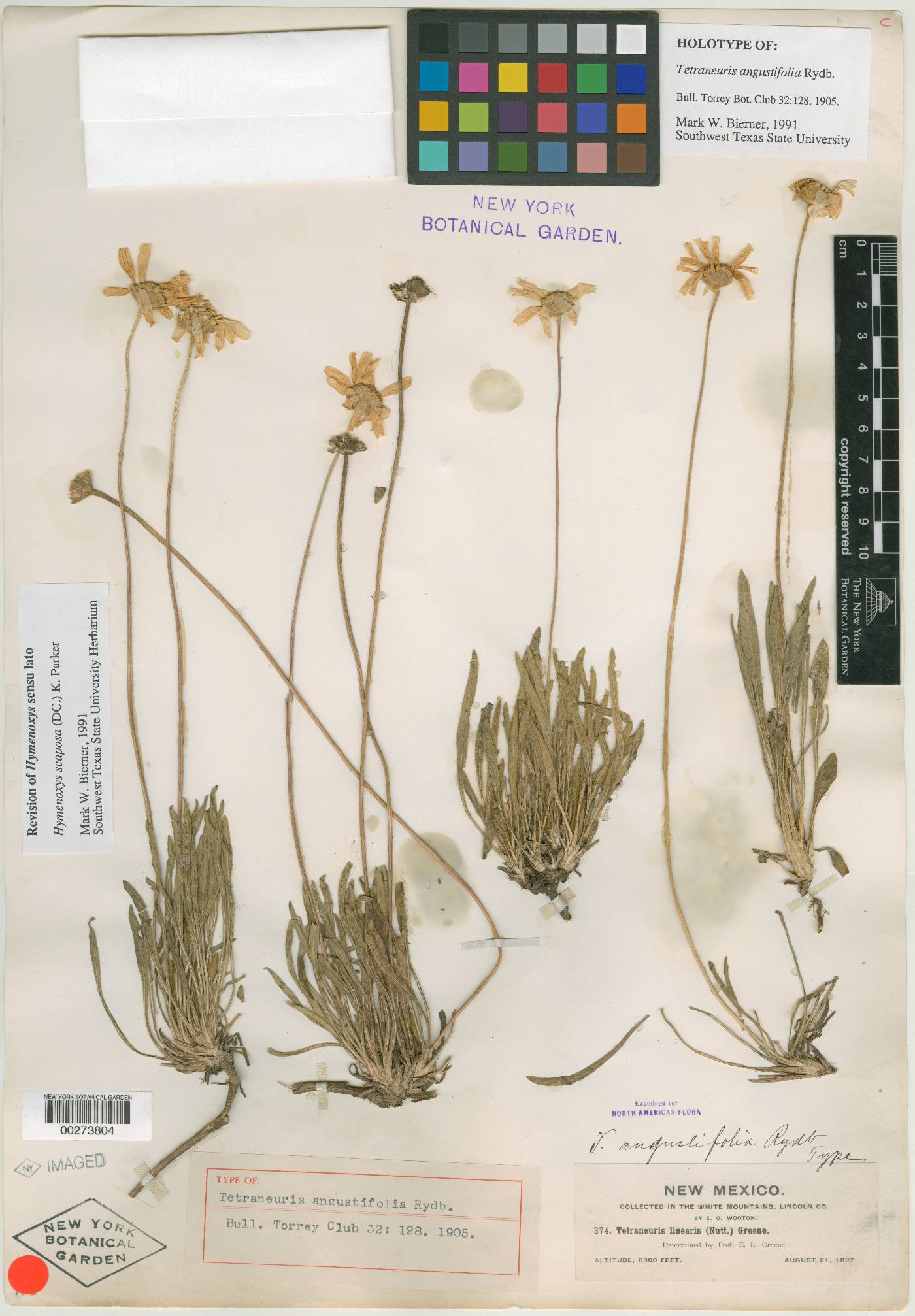 Tetraneuris angustifolia image