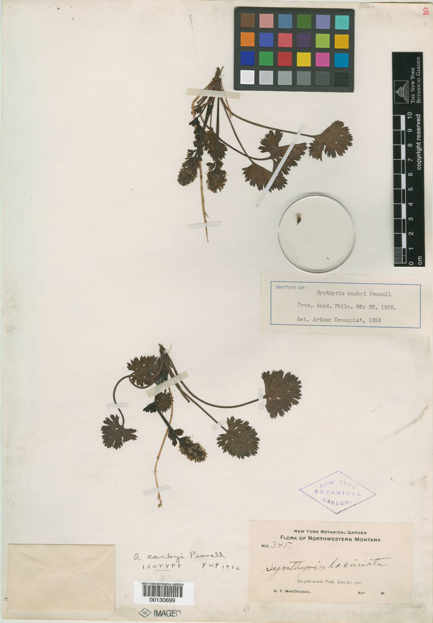 Synthyris canbyi image